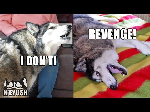 My HUSKY Gets REVENGE On My MUM When He Argues About His Nose! #Video