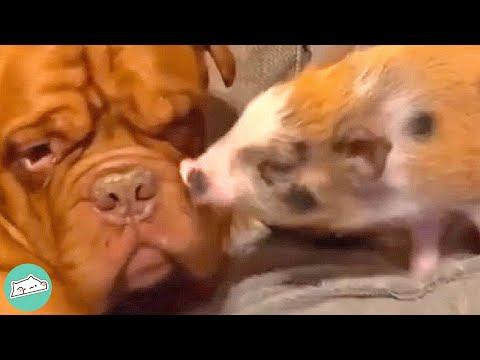 Dog Was Staying With Piglet 24/7 to Make her Feel Calm. Their Friendship Was Strong #Video