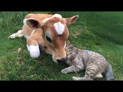 When your cat introduces you to their new pal #Video