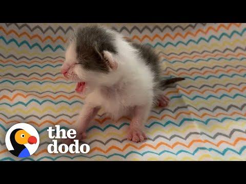 Twin Kittens Can't Go A Minute Without Each Other Video