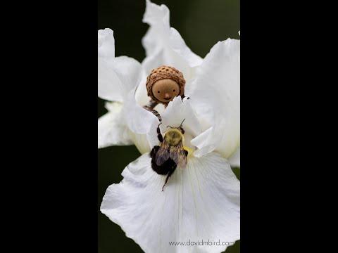 Bumblebee | Becorns | David M Bird #Video