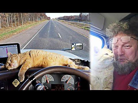 Lonely Truck Driver Adopts Abandoned Stray Cat And Now They Are Inseparable #Video