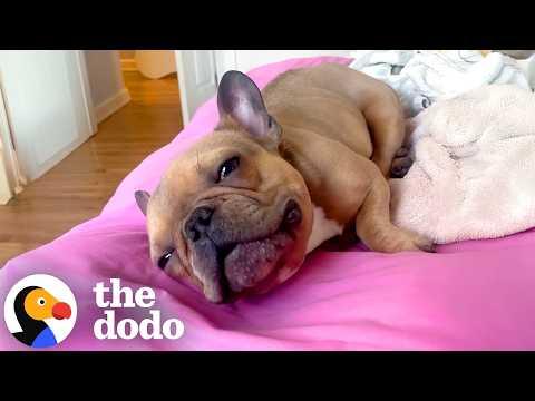 Frenchie Gets A New Life Breathed Into Him — Literally #Video