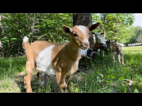 Goats kids play slip and slide #Video