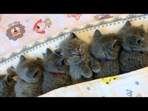 Cuddly Grey Kitten Pile Video