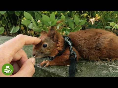 A Baby Squirrel Who Fell From A Roof Finds A Dad Who Won’t Give Up On Him #Video