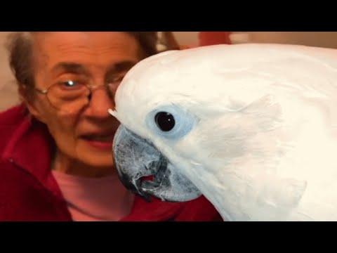 Cockatoo falls in love with grandma Barbara. Now guess what he calls all women. #Video
