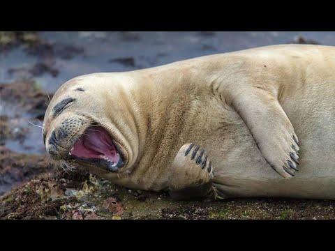 The Most Funny Animals That Will Definitely Brighten Your Day #Video
