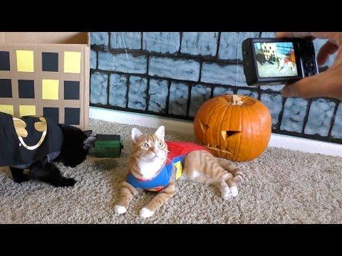 Cole And Marmalade - Trying To Capture A Halloween Cat Photo!
