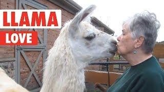 Llama Love | Funny Animal Video Compilation