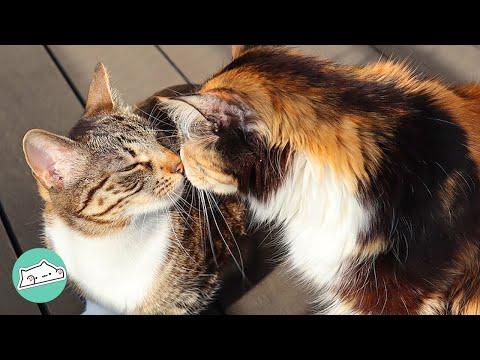 Woman Couldn't Find Friend for Blind Kitten. It Was Destiny She Found Friend #Video