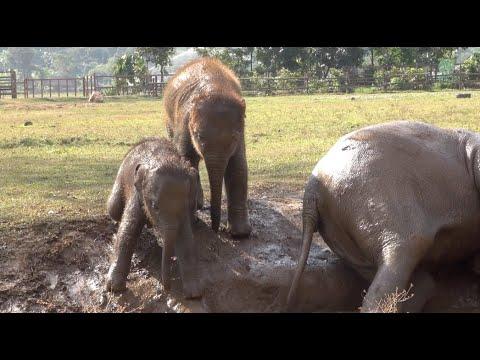 Caught on Camera Elephants Slide Into The Small Canal Part II - ElephantNews #Video