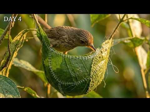 The Bird that SEWS Leaves Together with Spider Silk | 4 DAYS to Craft a Perfect Nest #Video