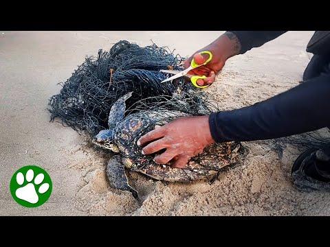 Man cuts net to save turtle #Video