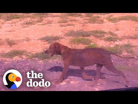 Woman Gets Her Parents To Foster A Stray Dog #Video