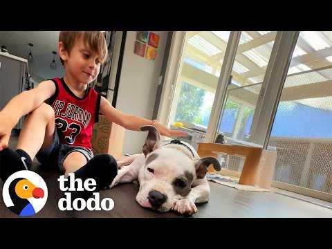 Little Boy Is This Pittie's Favorite Person  #Video