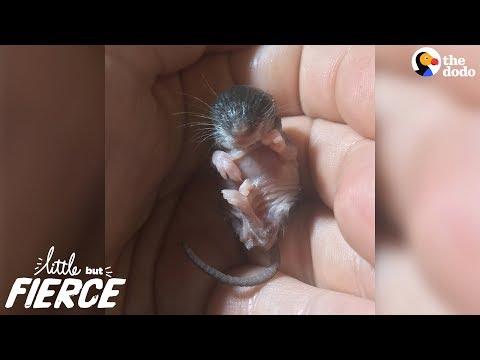 Littlest Baby Animal Grows Up To Be SO Cute
