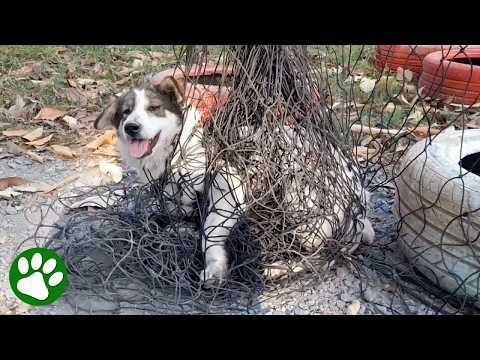 Kindhearted monk saves dog stuck in net #Video