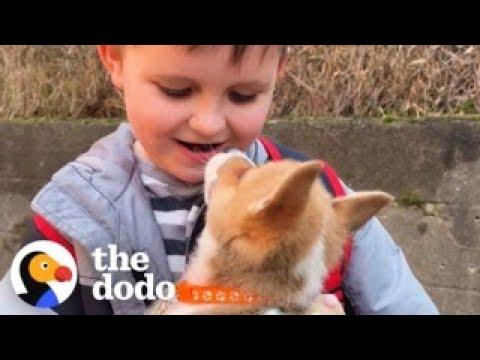 Man Adopts A Corgi After His 7-Year-Old Son Writes Him A Letter #Video