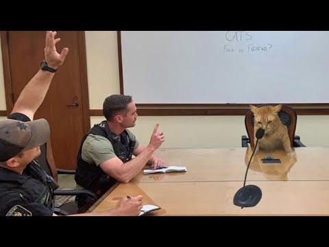 When you own a CAT with 200 IQ #Video