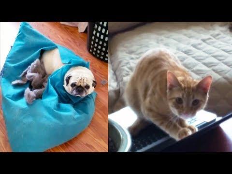 Funniest Guilty Pets - The Most Guilty  Dogs and Cats