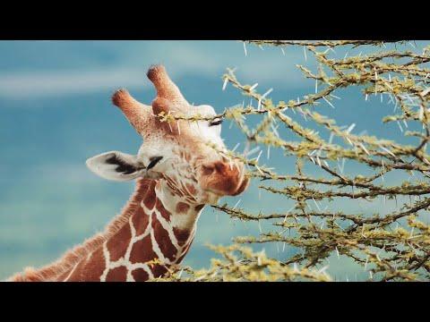 Relax On A Kenyan Wildlife Safari | Chill, Sleep, Mindfulness | BBC Earth