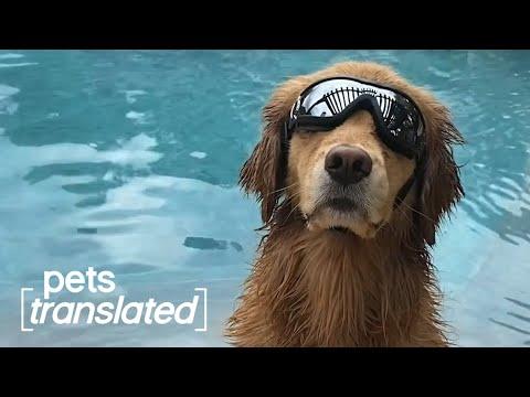 Best of the Month | Pets Translated #Video
