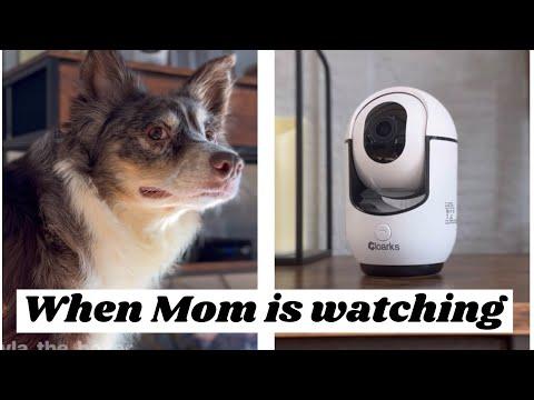 When Mom is watching - Layla The Boxer #Video