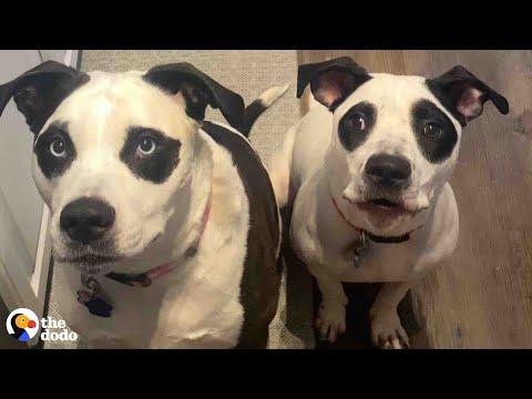 Big 'Panda' Dogs Are So Good With Their New Foster Baby #Video
