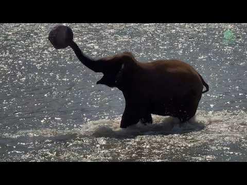 Playtime at Elephant Nature Park - ElephantNews