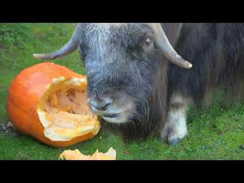 Muskox vs giant pumpkin #Video