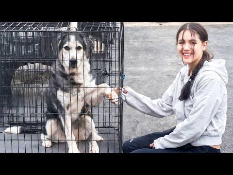 This Senior Shelter Dog Had Never Felt Love — Until She Met Me #Video