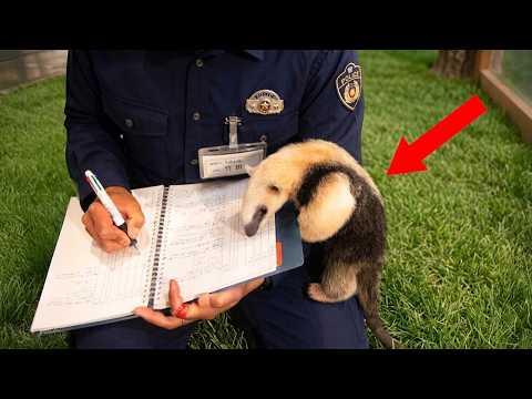 Hilarious Animals First Encounters with Police! #Video
