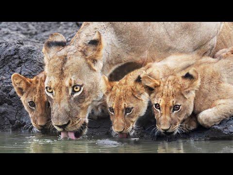 Lions Take Pride in Three Adorable Cubs | 4K | Zimbabwe | Wild Travel | Robert E Fuller #Video