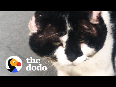 Stray Cat With Giant Head Starts Wearing Hats For The Sweetest Reason  #Video