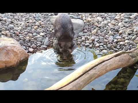 Foxes frolic around their pond #Video