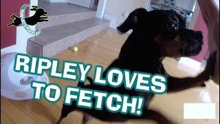 The World's Greatest Fetcher:  Ripley Retrieves Balls, Dog Toys, Games, And Puzzles