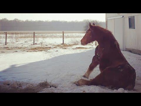 Lonely horse makes a friend in her final year #Video
