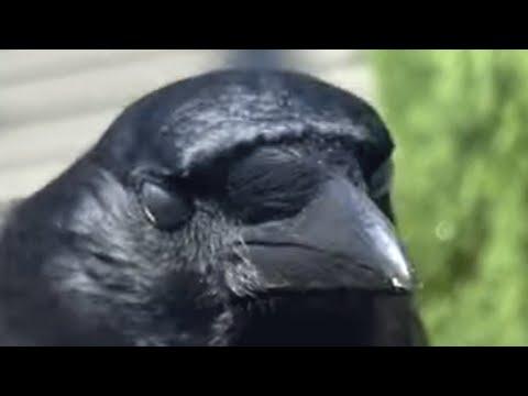 Wild crow tames a woman #Video