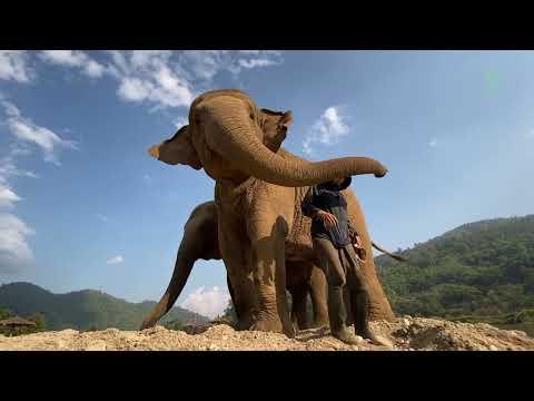 Elephants Pull Her Favourite Person On Their Shoulder - ElephantNews #Video