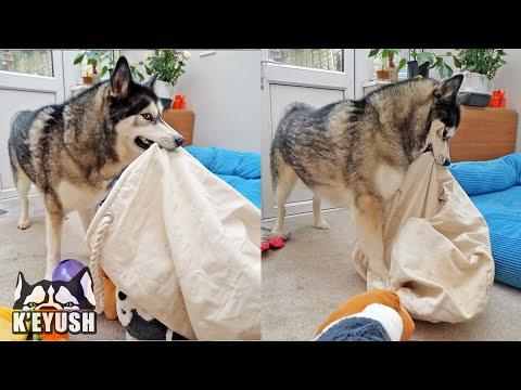 Husky Makes A HUGE MESS and Almost Get’s Stuck Video!