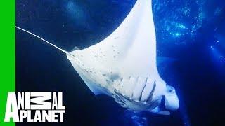 Giant 10ft Manta Rays Feast On Glowing Plankton