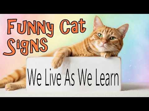 Funny Cat Signs We Live As We Learn #Video