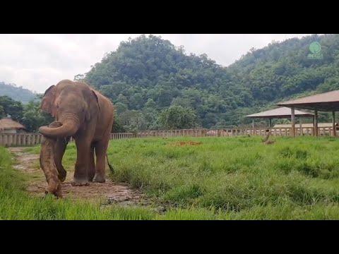 Elephant San Meung Plays With His Favorite Log - ElephantNews #Video