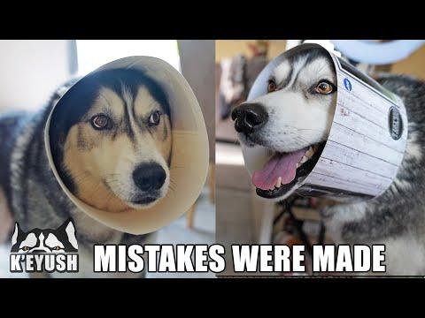 Husky Makes His Own CONE OF SHAME! Stuck in A Tube! #Video