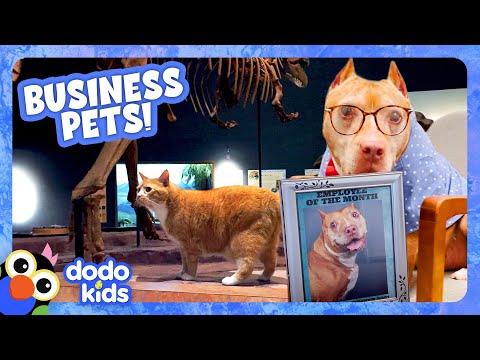These Animals Have The Coolest Jobs! | Dodo Kids #Video