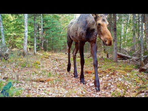 The beauty of the Northwoods of Voyageurs #Video