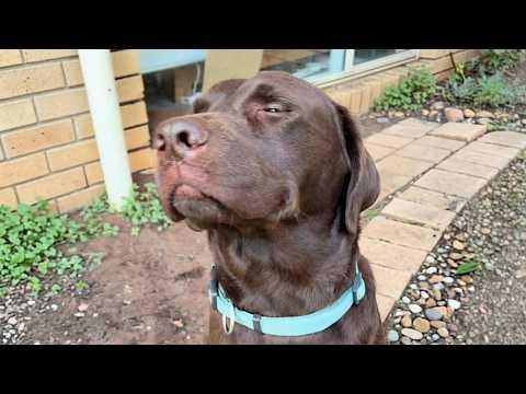 Labradors Being ABSOLUTELY HILARIOUS Without Even Trying! #Video