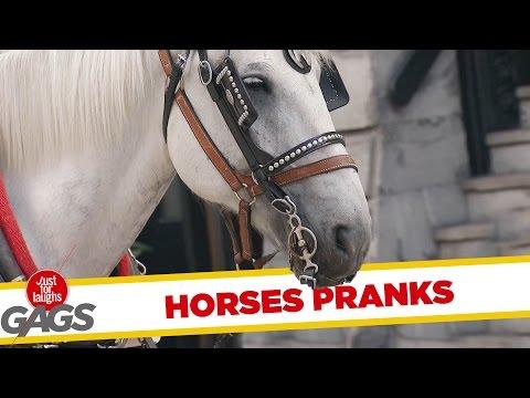 Best Horses Pranks