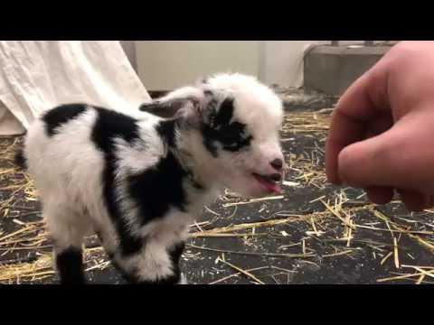 Baby goat making the cutest noise video